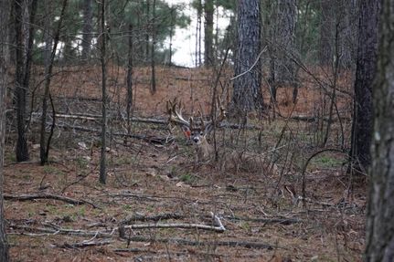 Farm and Ranch in Cherokee County, Alabama