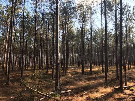 Land in Williamsburg County, South Carolina