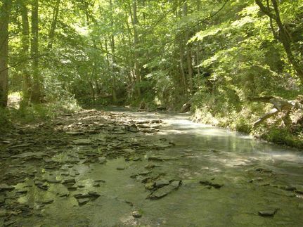 Timberland Property in Cullman County, Alabama