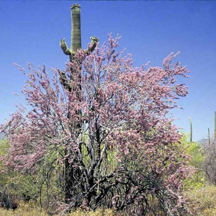 Farm and Ranch in Pima County, Arizona