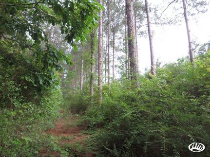Hunting Property in Lamar County, Mississippi