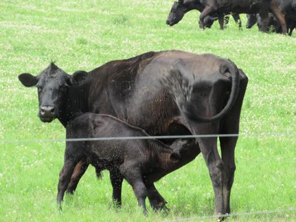 Land in Hart County, Georgia