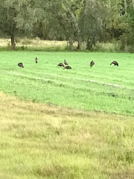 Farm and Ranch in Henry County, Alabama