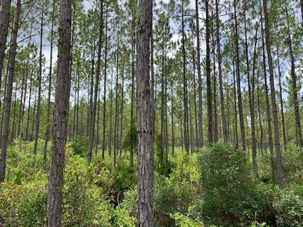 Timberland Property in Levy County, Florida