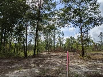 Undeveloped Land in Suwannee County, Florida