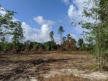 Farm and Ranch in Suwannee County, Florida