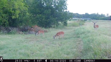 Timberland Property in Comanche County, Texas