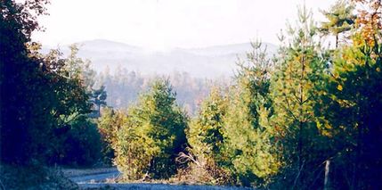 Undeveloped Land in Carroll County, Virginia