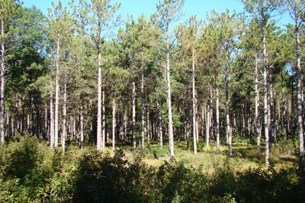 Timberland Property in Adams County, Wisconsin