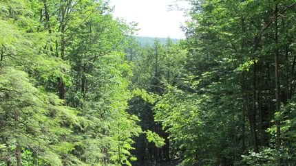 Timberland Property in Schoharie County, New York