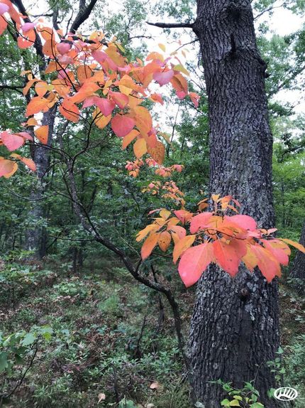 Undeveloped Land in Mason County, Michigan