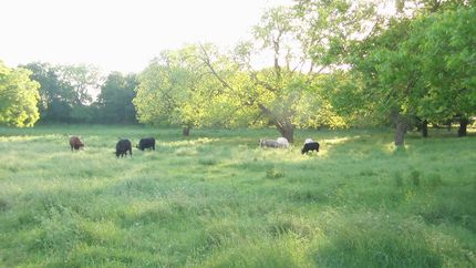 Farm and Ranch in Falls County, Texas