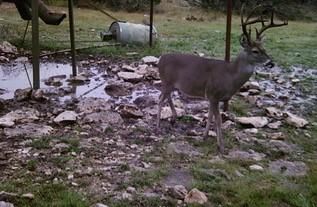 Farm and Ranch in Edwards County, Texas