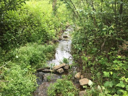Timberland Property in Calaveras County, California