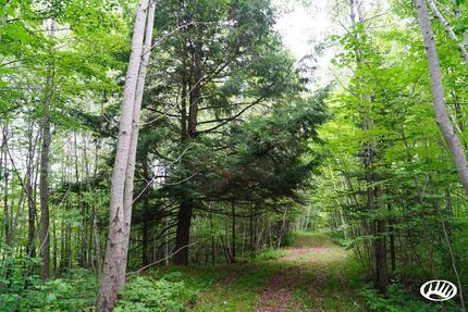 Timberland Property in Chippewa County, Wisconsin
