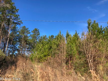 Timberland Property in Trinity County, Texas