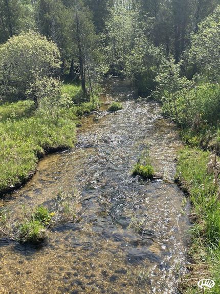 Undeveloped Land in Wexford County, Michigan