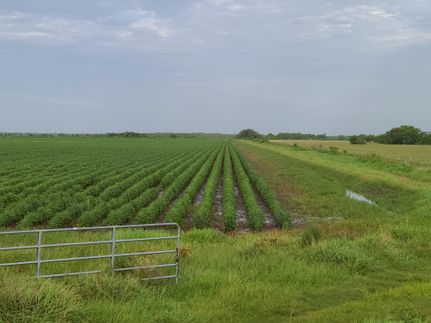 Farm and Ranch in Matagorda County, Texas