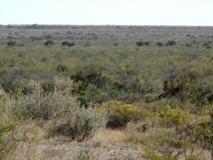 Undeveloped Land in Terrell County, Texas
