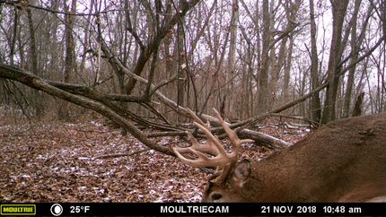 Timberland Property in Trempealeau County, Wisconsin