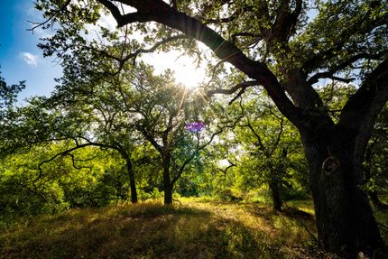 Undeveloped Land in Atascosa County, Texas