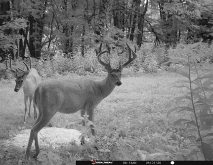 Land in Wayne County, Iowa