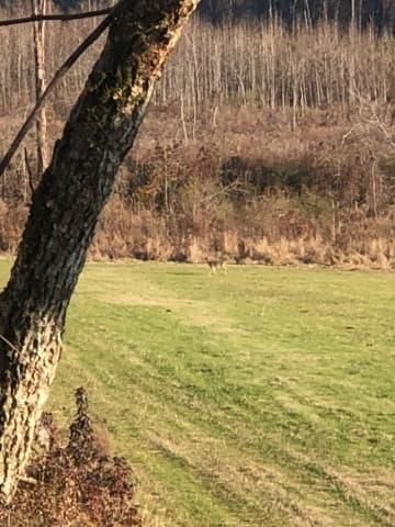 Timberland Property in Claiborne County, Mississippi