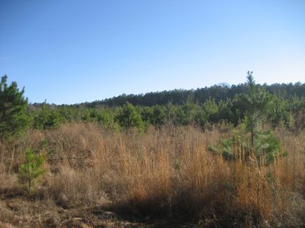 Undeveloped Land in Houston County, Texas