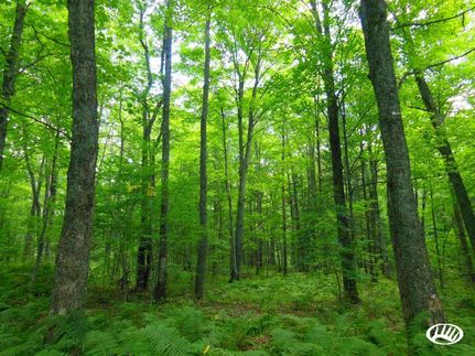 Recreational Property in Langlade County, Wisconsin
