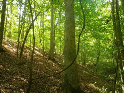 Undeveloped Land in Metcalfe County, Kentucky