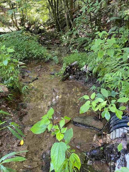 Undeveloped Land in Claiborne County, Tennessee