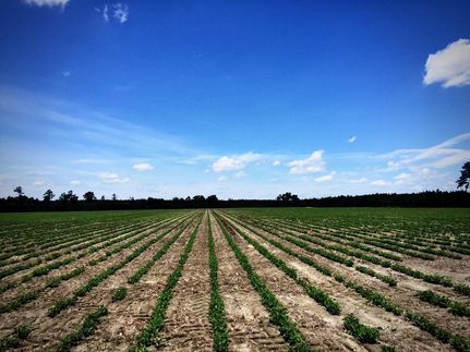 Farm and Ranch in Allendale County, South Carolina