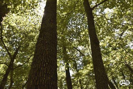 Hunting Property in Douglas County, Missouri