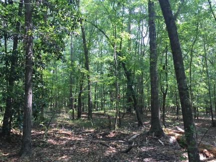 Undeveloped Land in Clarendon County, South Carolina