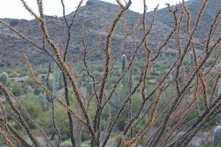 Recreational Property in Maricopa County, Arizona