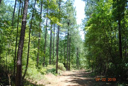 Timberland Property in Glascock County, Georgia