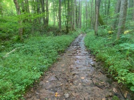 Timberland Property in Madison County, North Carolina