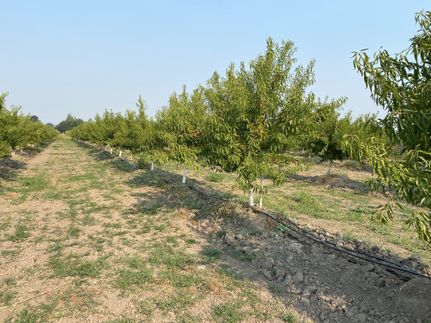 Farm and Ranch in Sacramento County, California