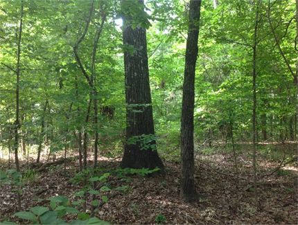 Horse Property in Claiborne Parish, Louisiana