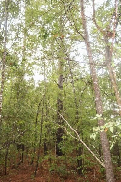 Homesite in Charleston County, South Carolina