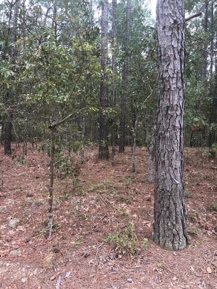 Land in Marlboro County, South Carolina