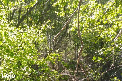 Timberland Property in Lemhi County, Idaho