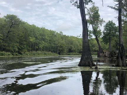 Hunting Property in Arkansas County, Arkansas
