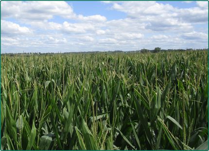 Farm and Ranch in Benton County, Iowa