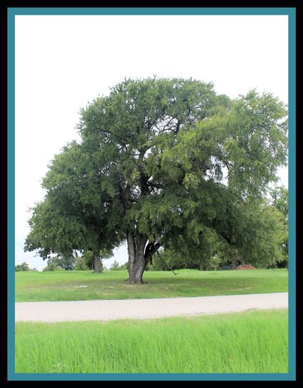 Timberland Property in Somervell County, Texas