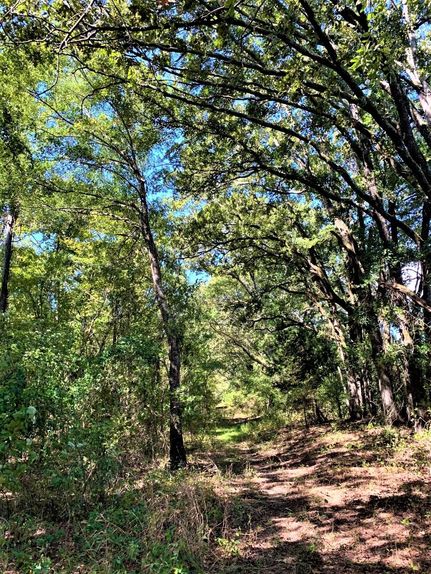 Timberland Property in Bowie County, Texas