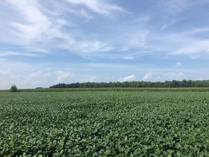 Timberland Property in Ripley County, Indiana