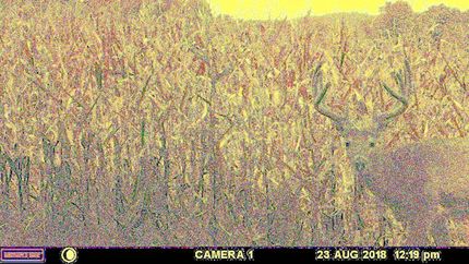 Timberland Property in Brown County, Illinois