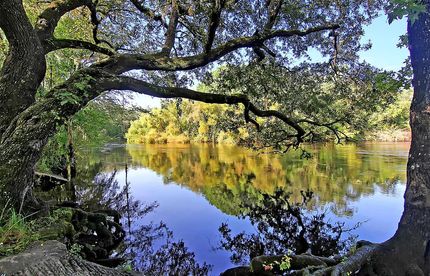Undeveloped Land in Dorchester County, South Carolina