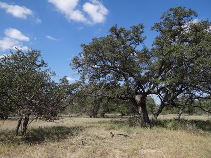 Hunting Property in Medina County, Texas